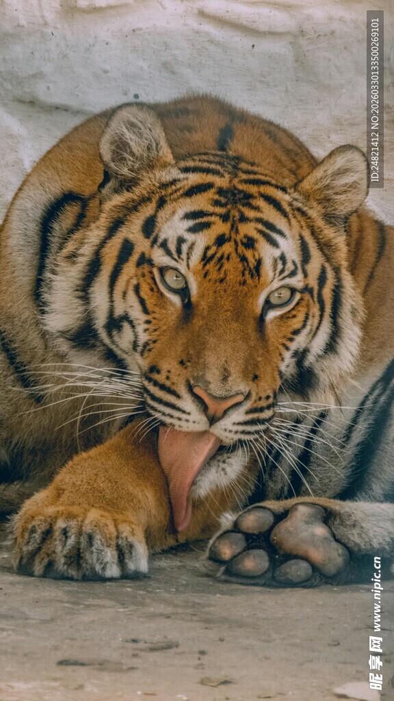 卧姿老虎油画特写