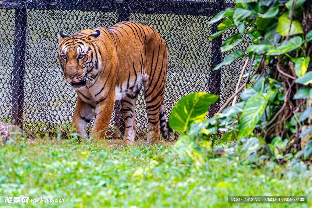 笼中漫步的斑斓老虎