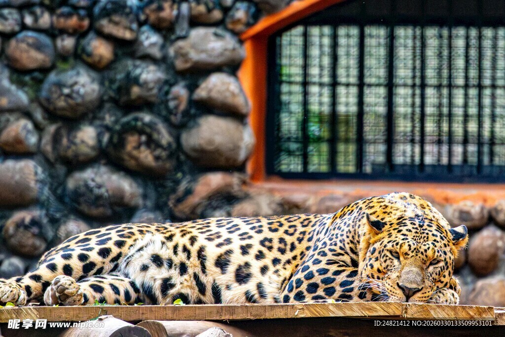 笼中休憩的花豹