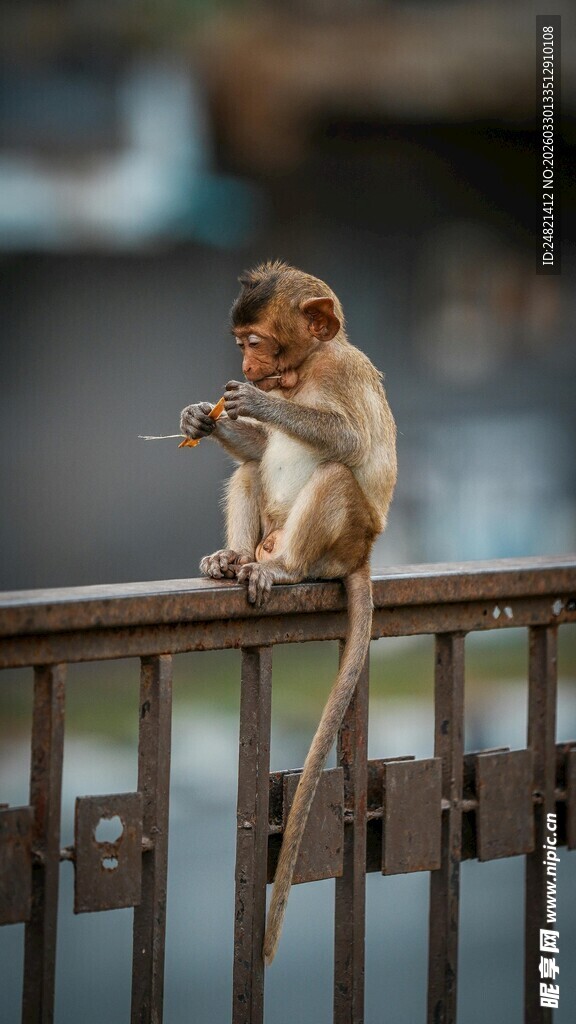 栏杆上的猴子
