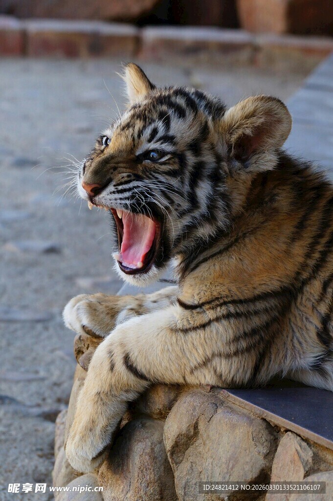 打哈欠的小老虎