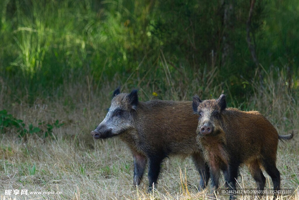 野外双野猪