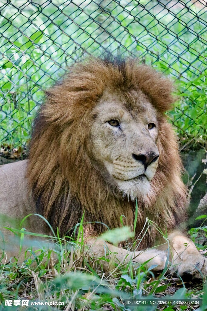 雄狮休憩于草地