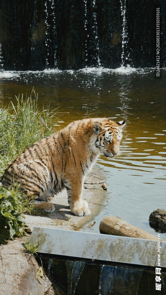 水边休憩的斑斓老虎