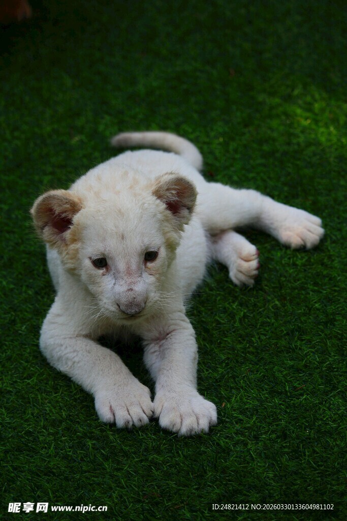 可爱小白狮趴于绿草地