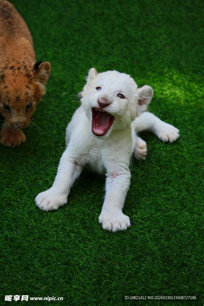 小白狗草地张嘴玩耍