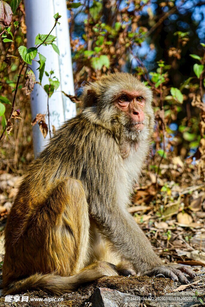 独坐的猴子