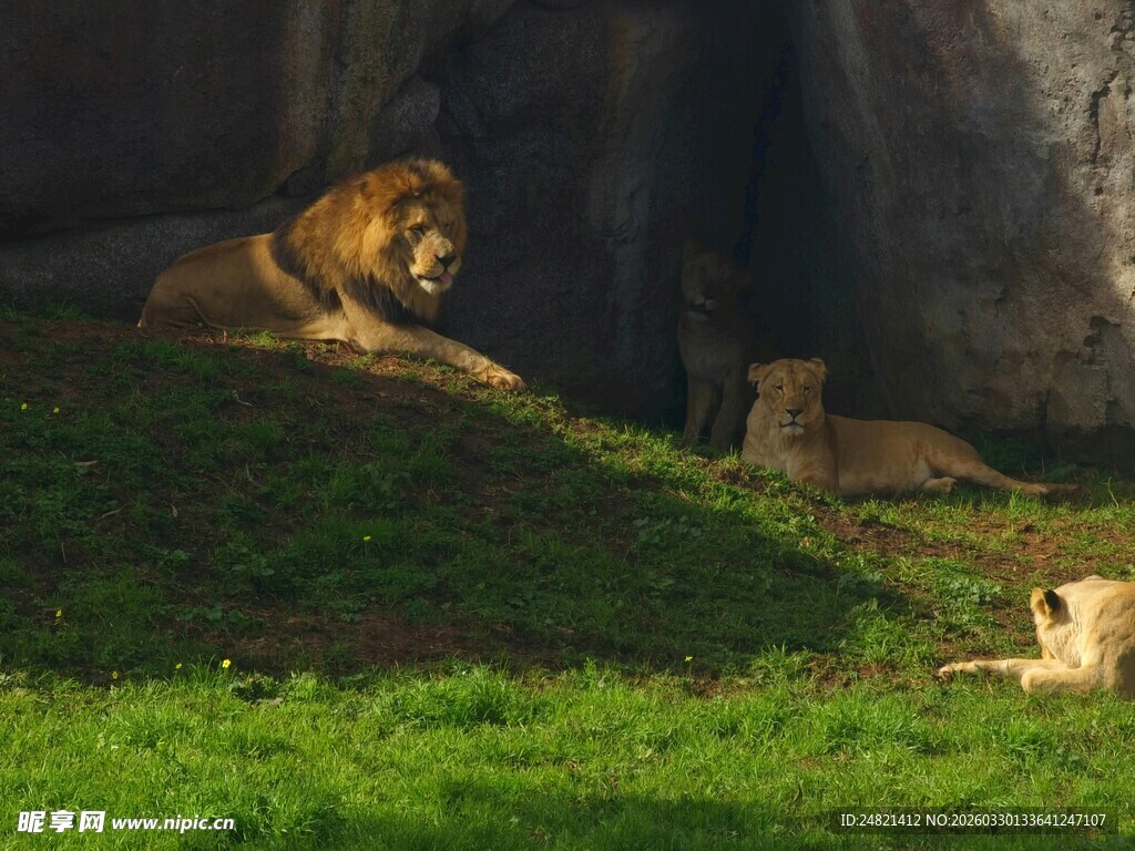 草原上休憩的狮群