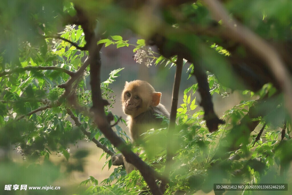 树丛中探头的可爱猴子
