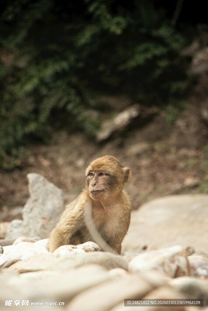 岩石上的猴子