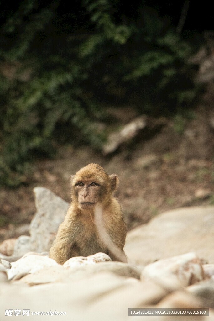 可爱小狮子在岩石上