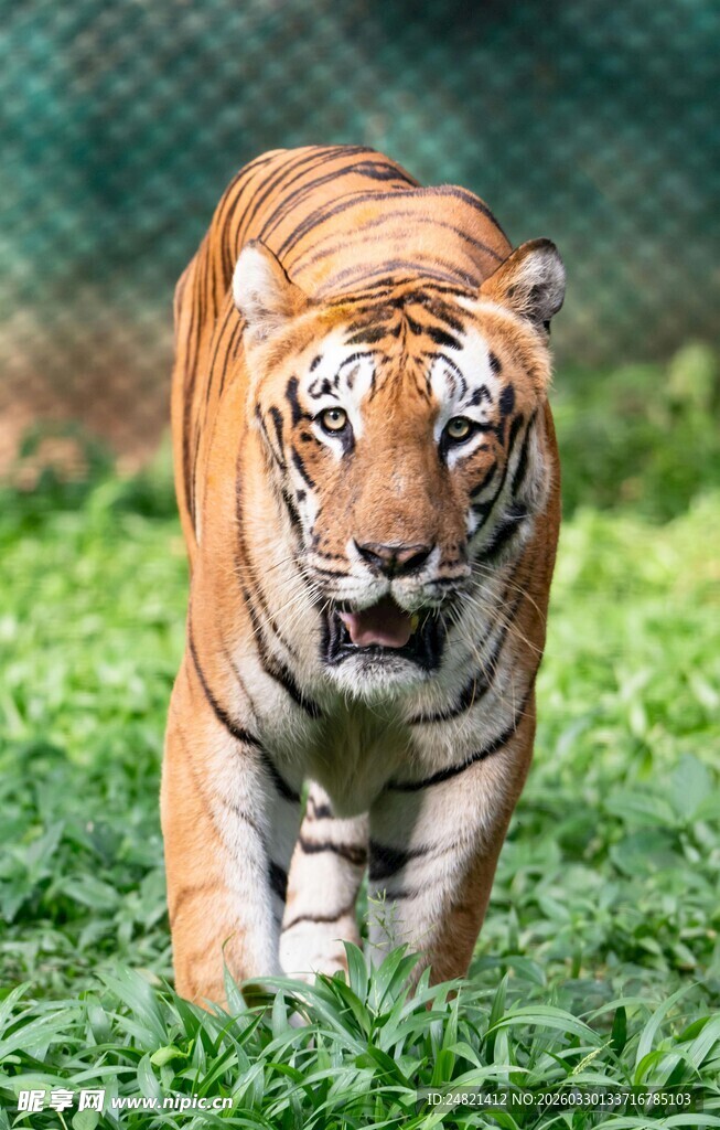 草地上行走的斑斓老虎