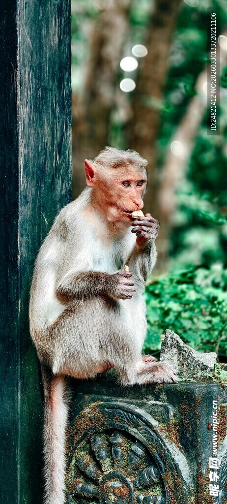 石上猴子专注进食