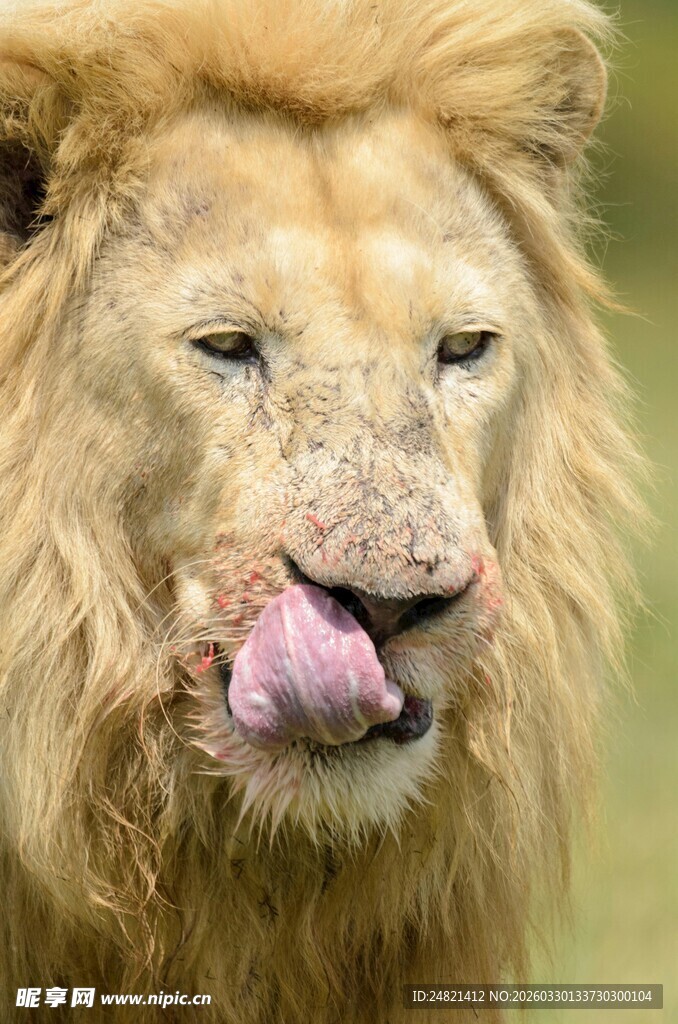 狮子吐舌瞬间