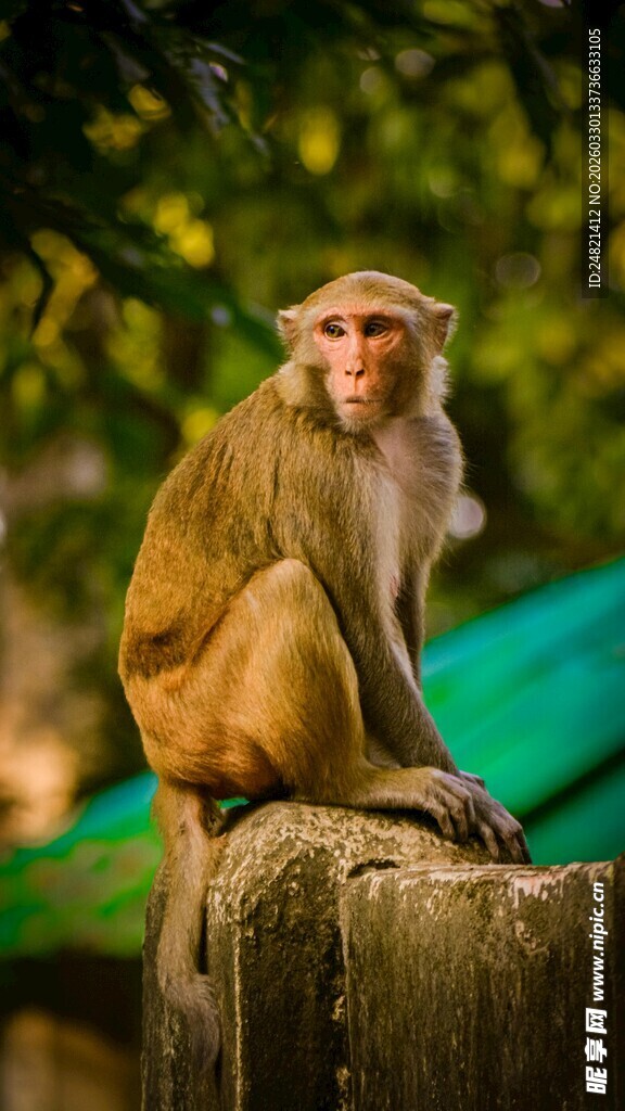 石上坐立的猴子