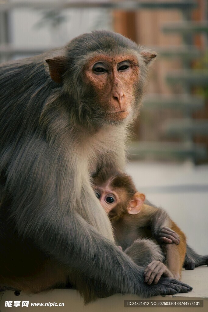 母猴与小猴温馨相伴