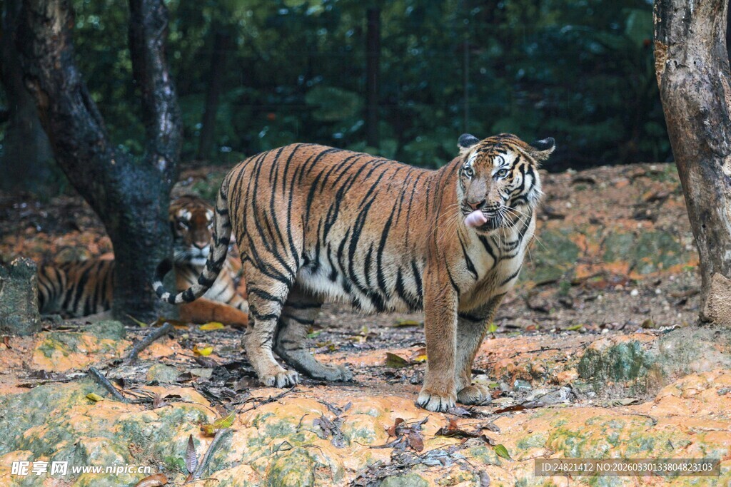 森林中的威武老虎