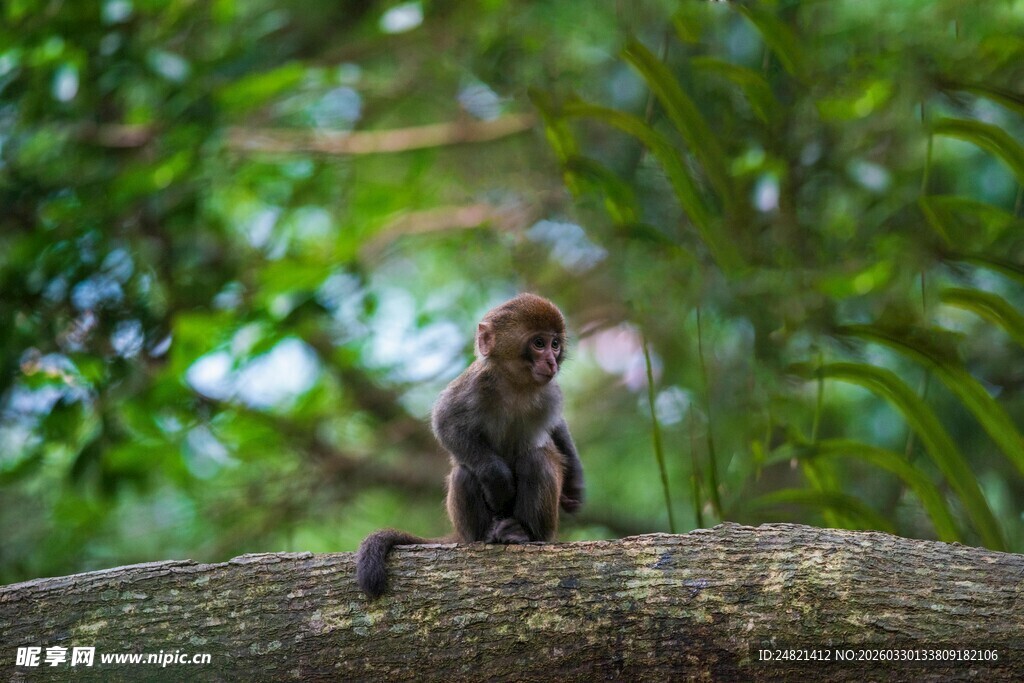 树枝上的可爱小猴