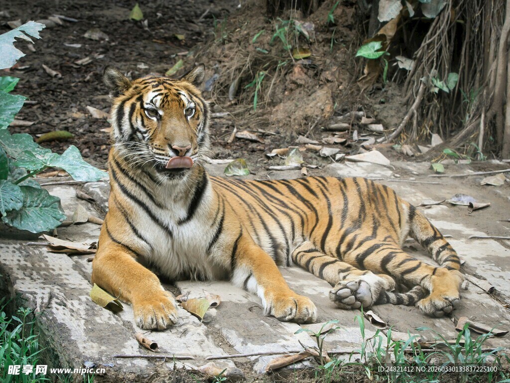 卧于石上的斑斓猛虎