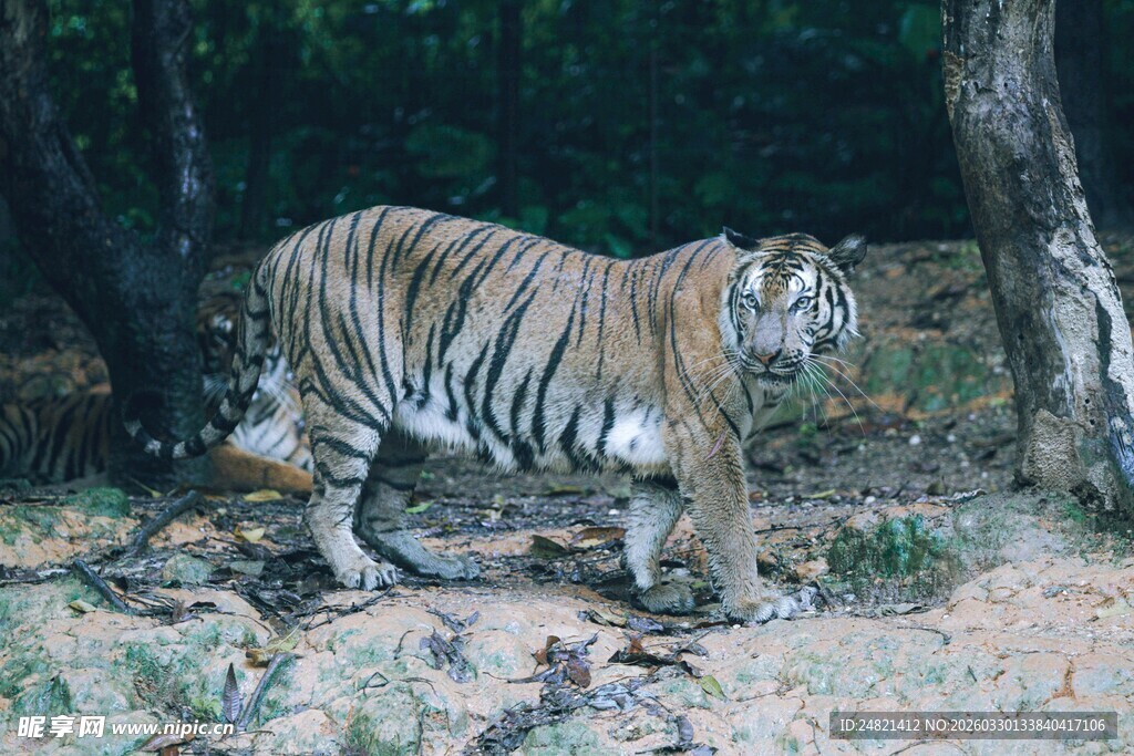 森林中漫步的斑斓猛虎