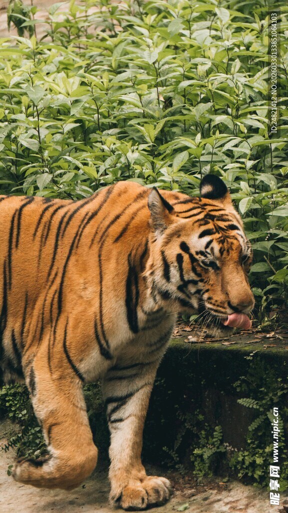 漫步的斑斓老虎