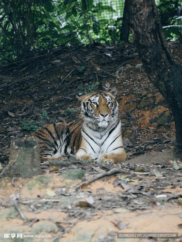 林间休憩的老虎