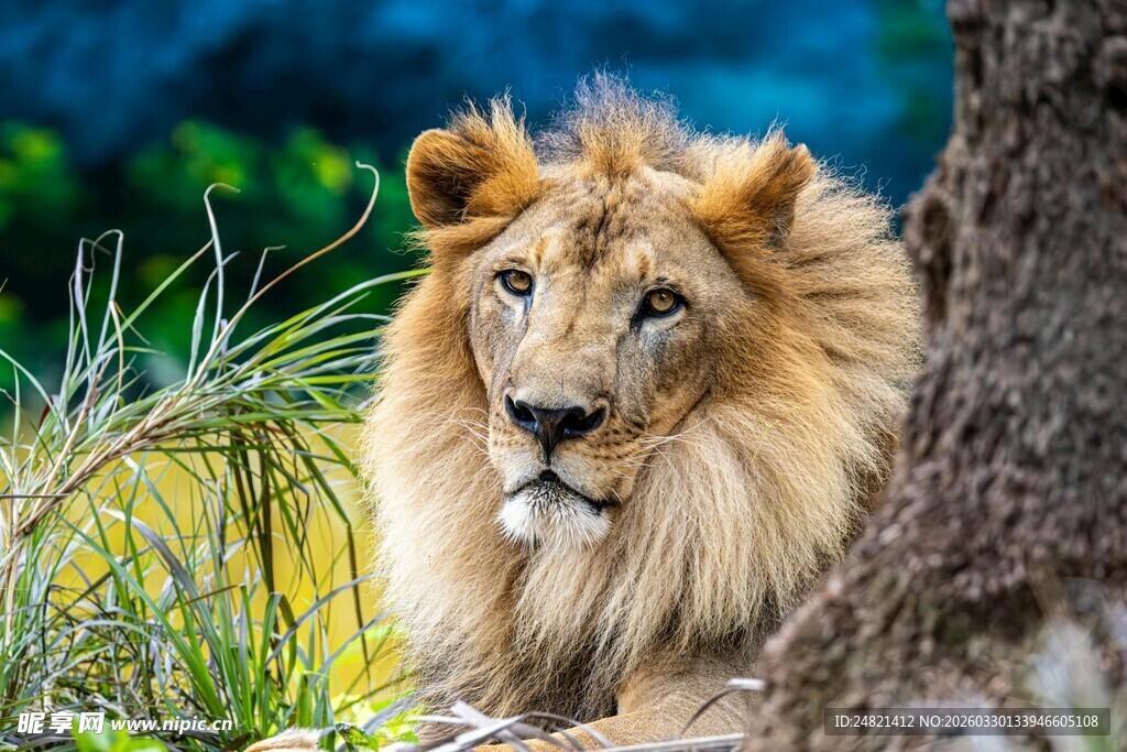 雄狮休憩于繁茂草木间