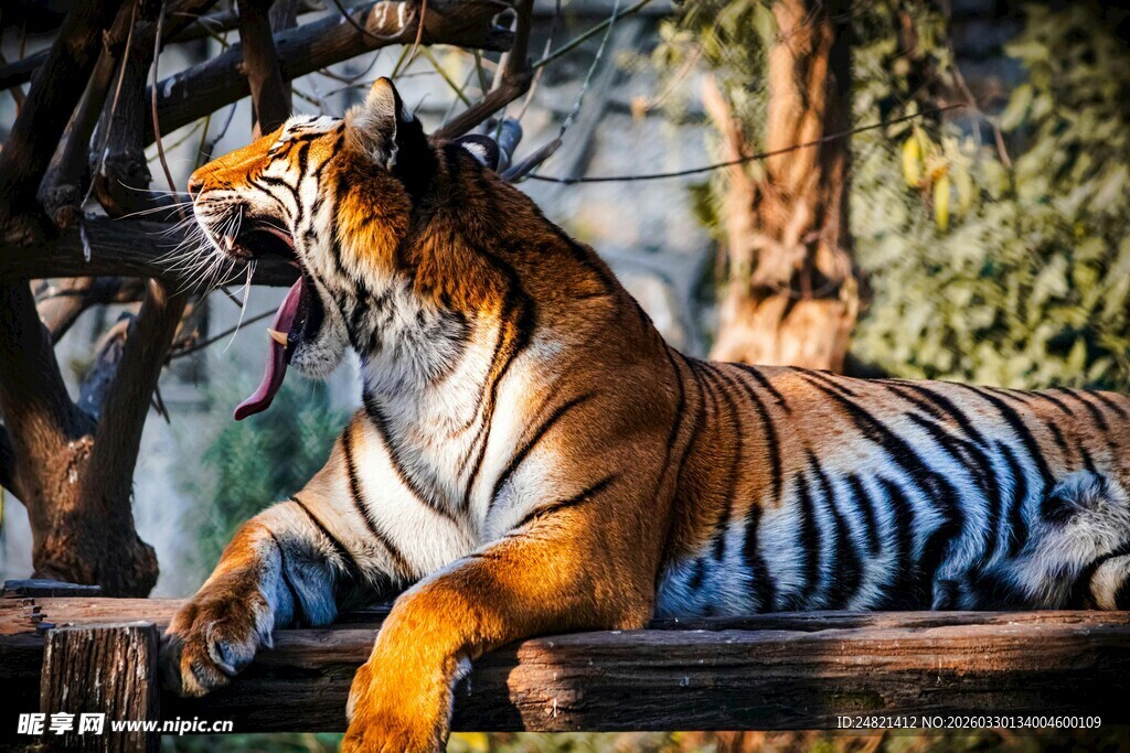 猛虎休憩展王者风范