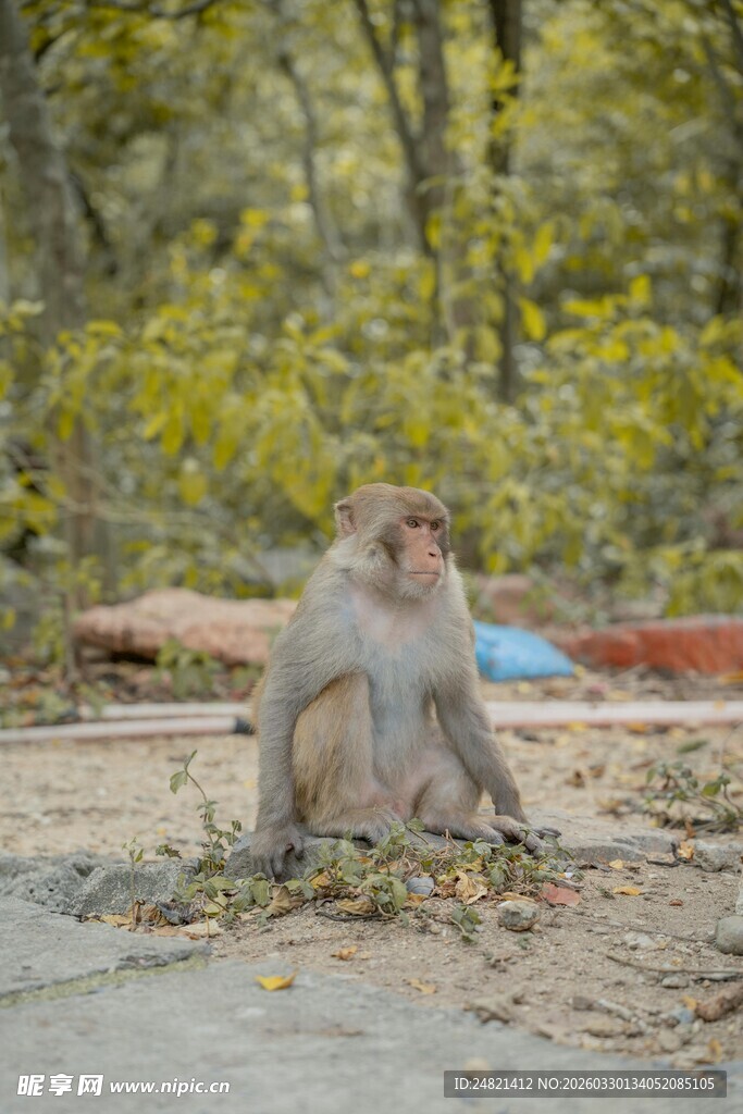 独坐林间的猴子