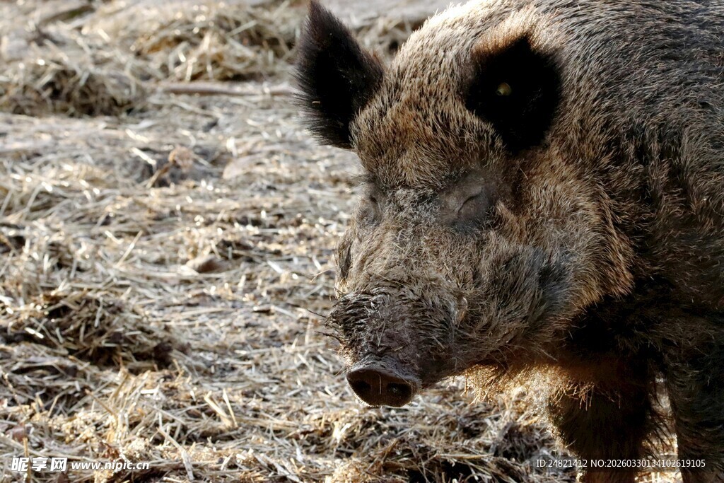 野外站立的野猪