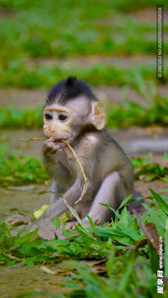 可爱小猴子坐在绿色草地上