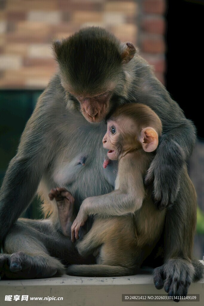 母猴与小猴的温馨瞬间