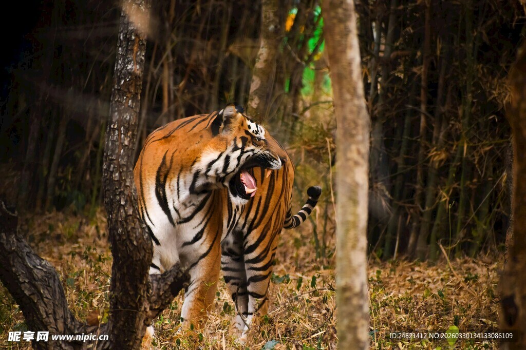 森林中咆哮的斑斓猛虎