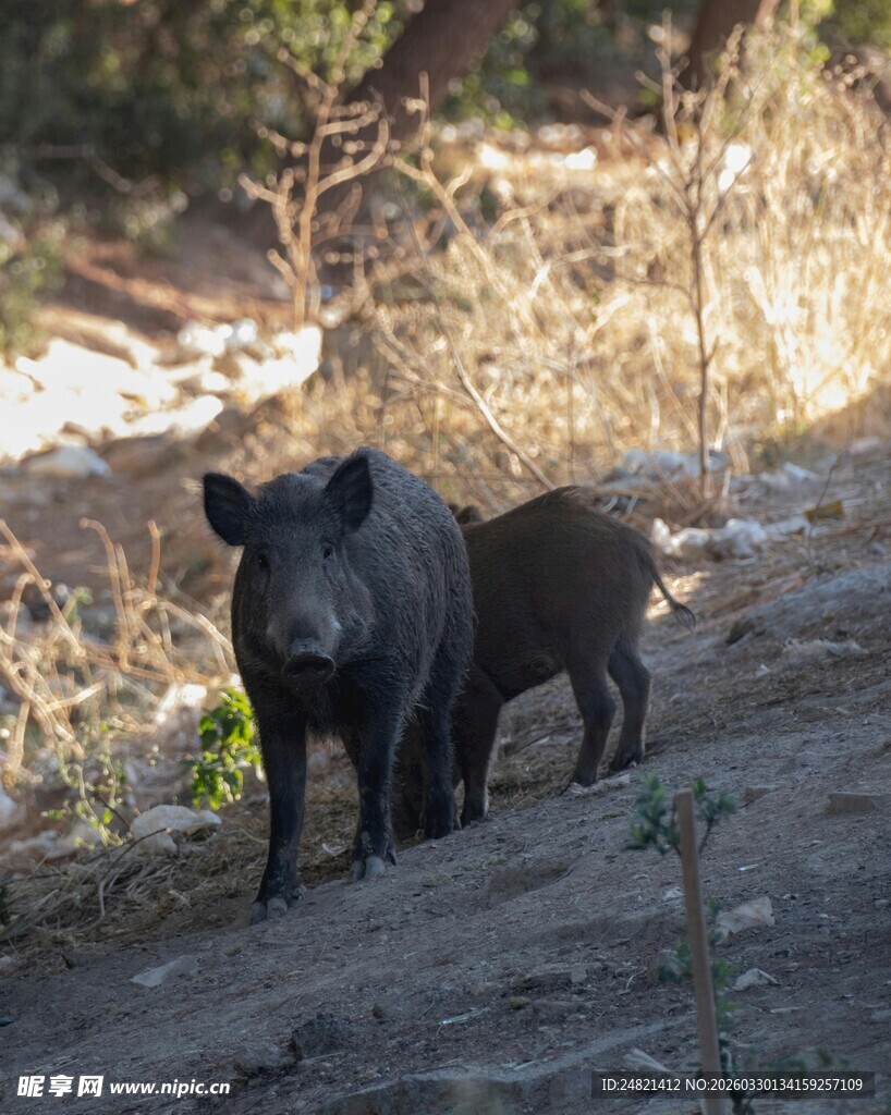 野外站立的两只野猪