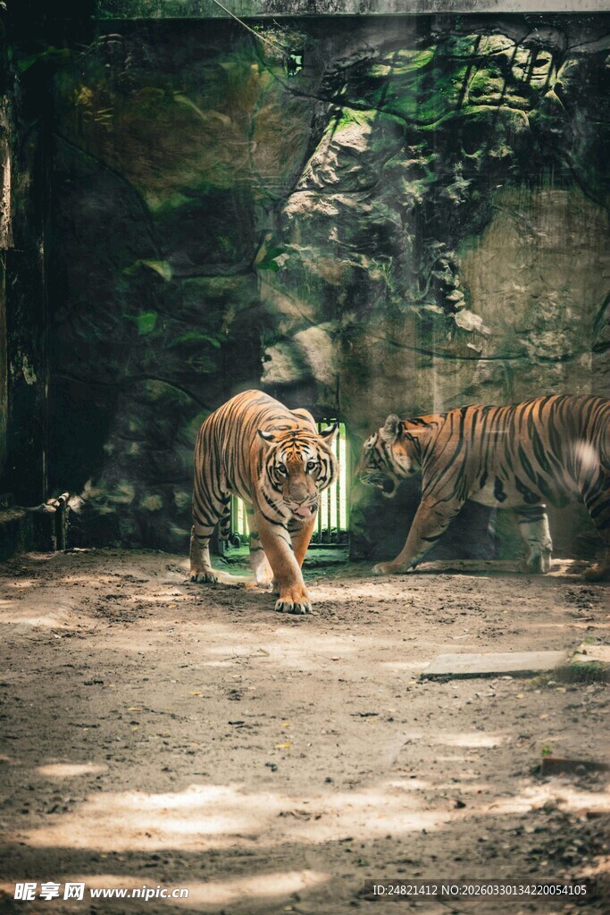 动物园中漫步的两只老虎