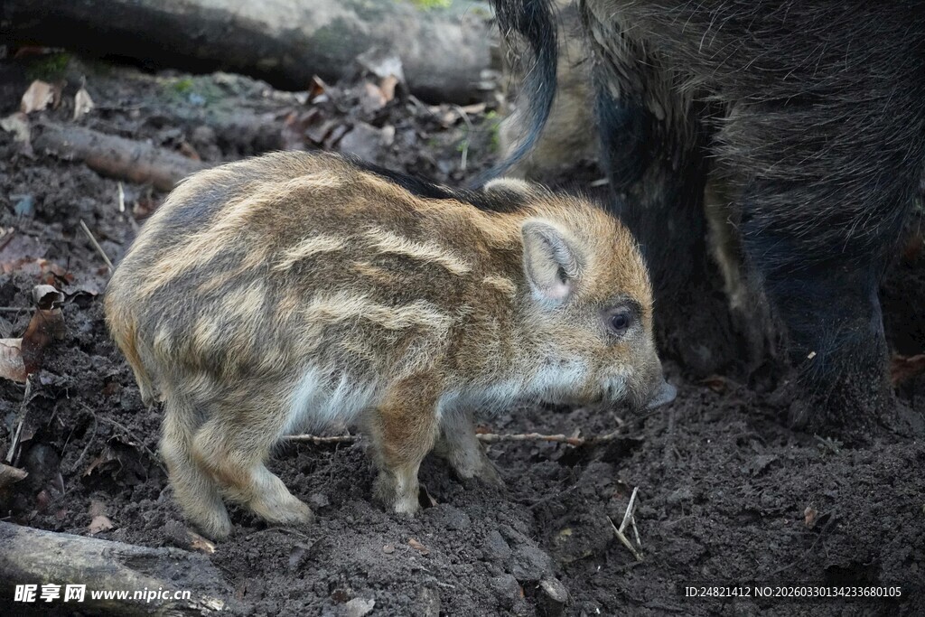 野外幼年野猪