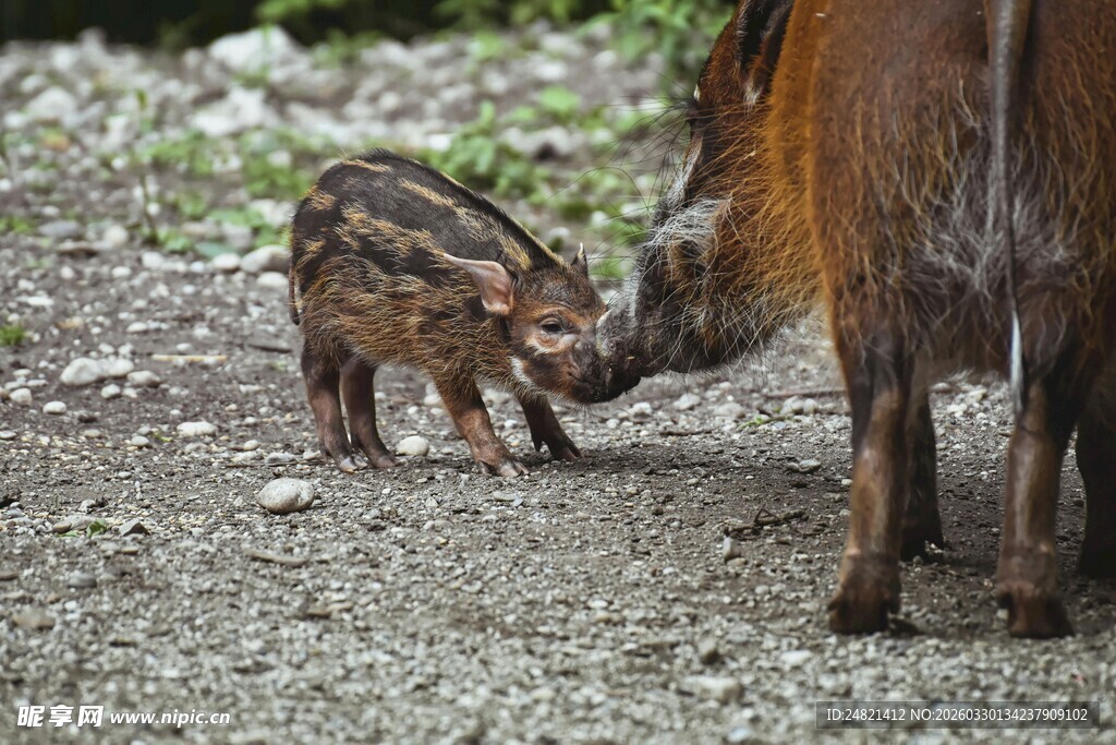 野猪母子亲昵互动场景