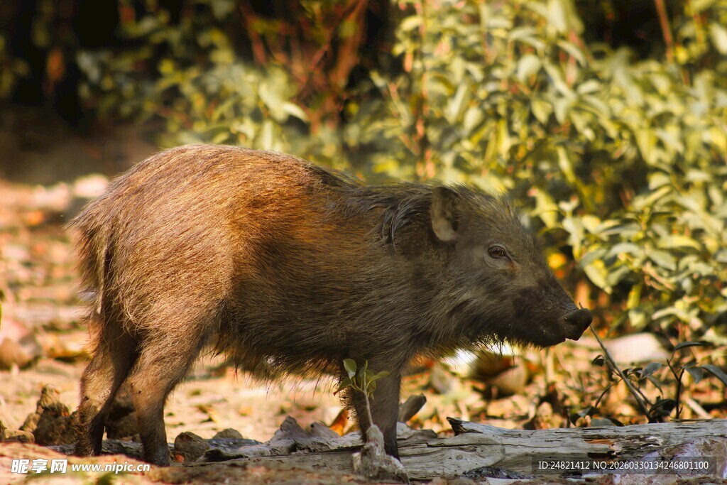 野外站立的棕色小野猪