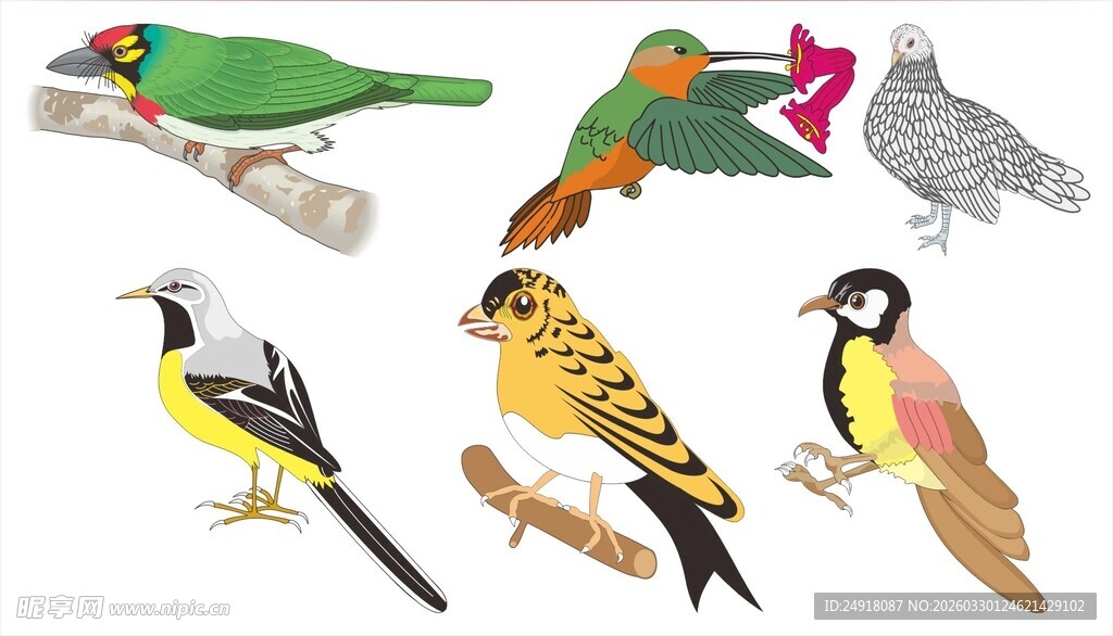 多彩鸟类图案集合