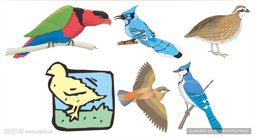 多彩鸟类图案集合