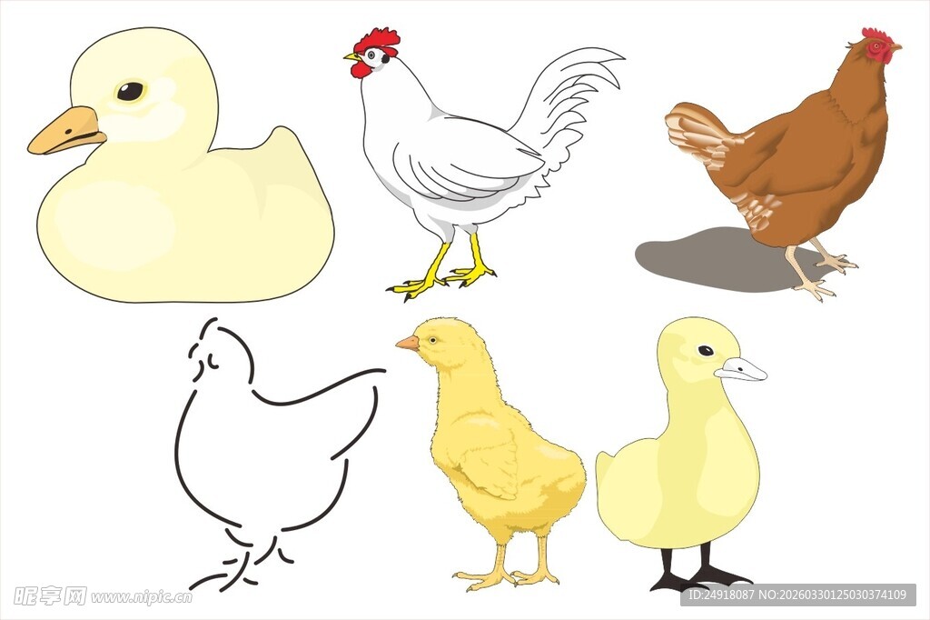 家禽集合图