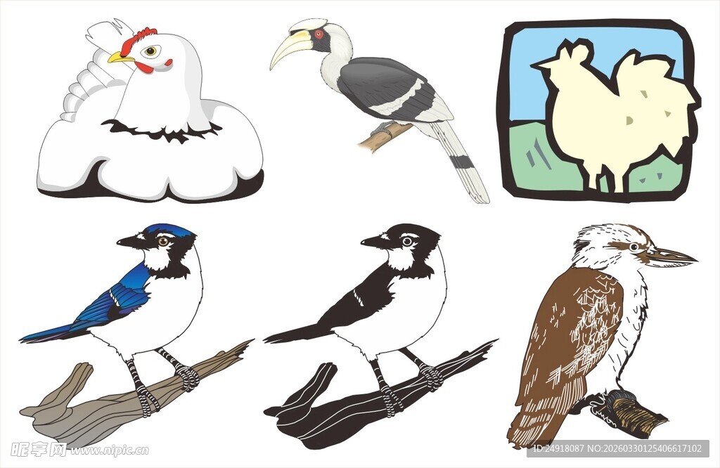 多种鸟类插画展示