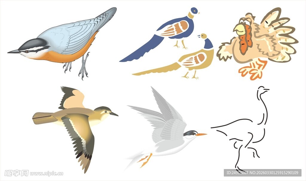 多样鸟类生动插画展示