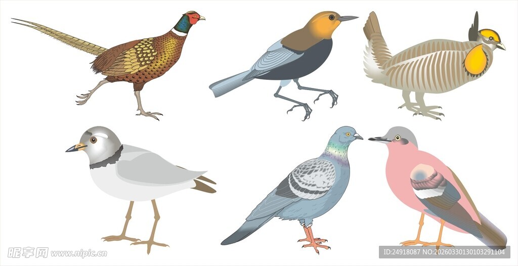 多样鸟类集合展示
