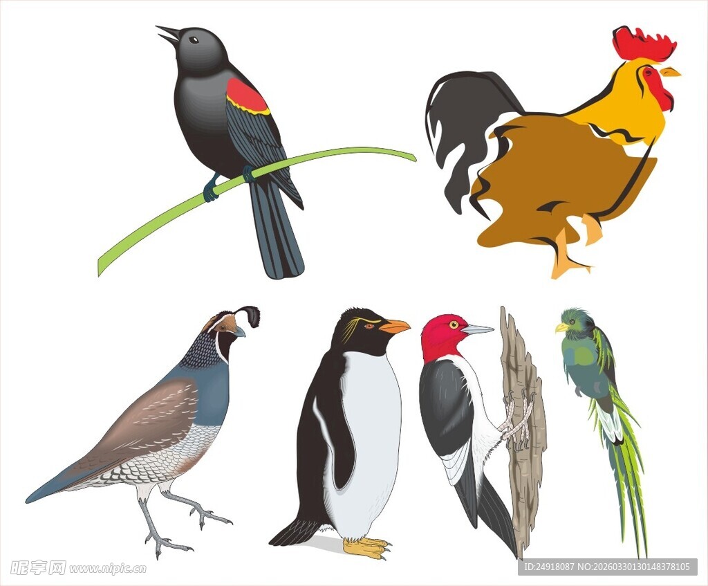 多彩鸟类图案集合