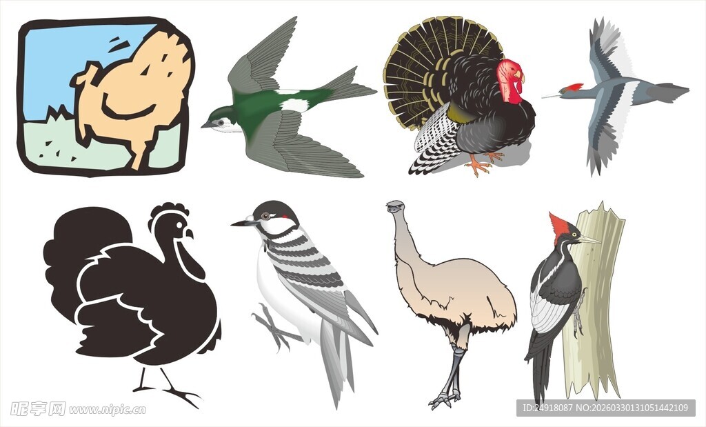 多种鸟类动物素材集合