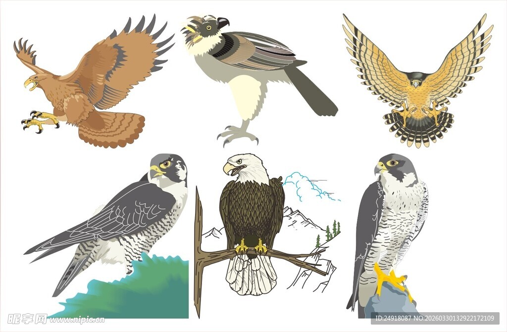 多种猛禽姿态展示