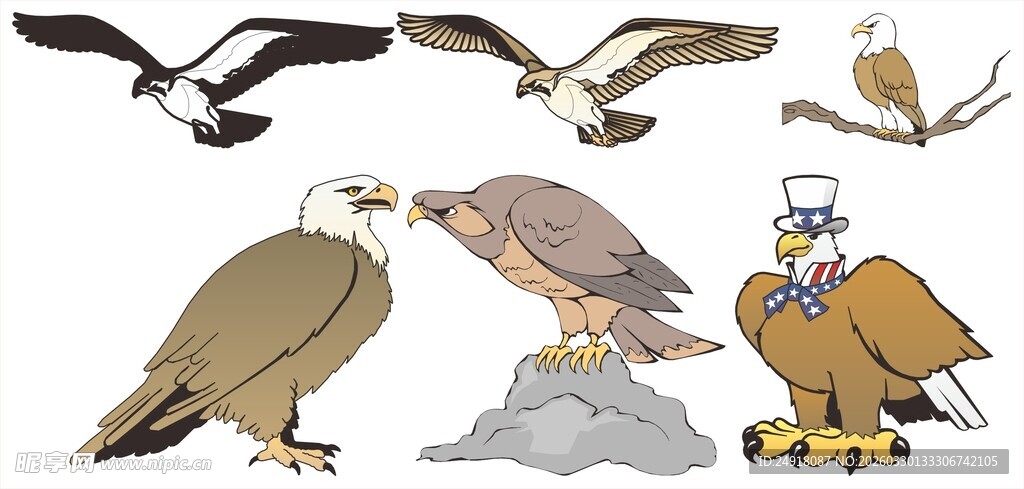 多种猛禽插画集合