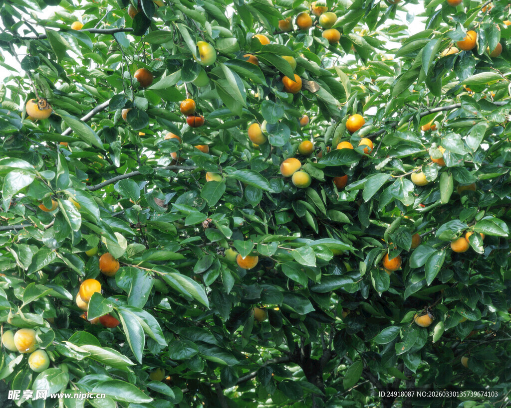 挂满果实的繁茂橘子树