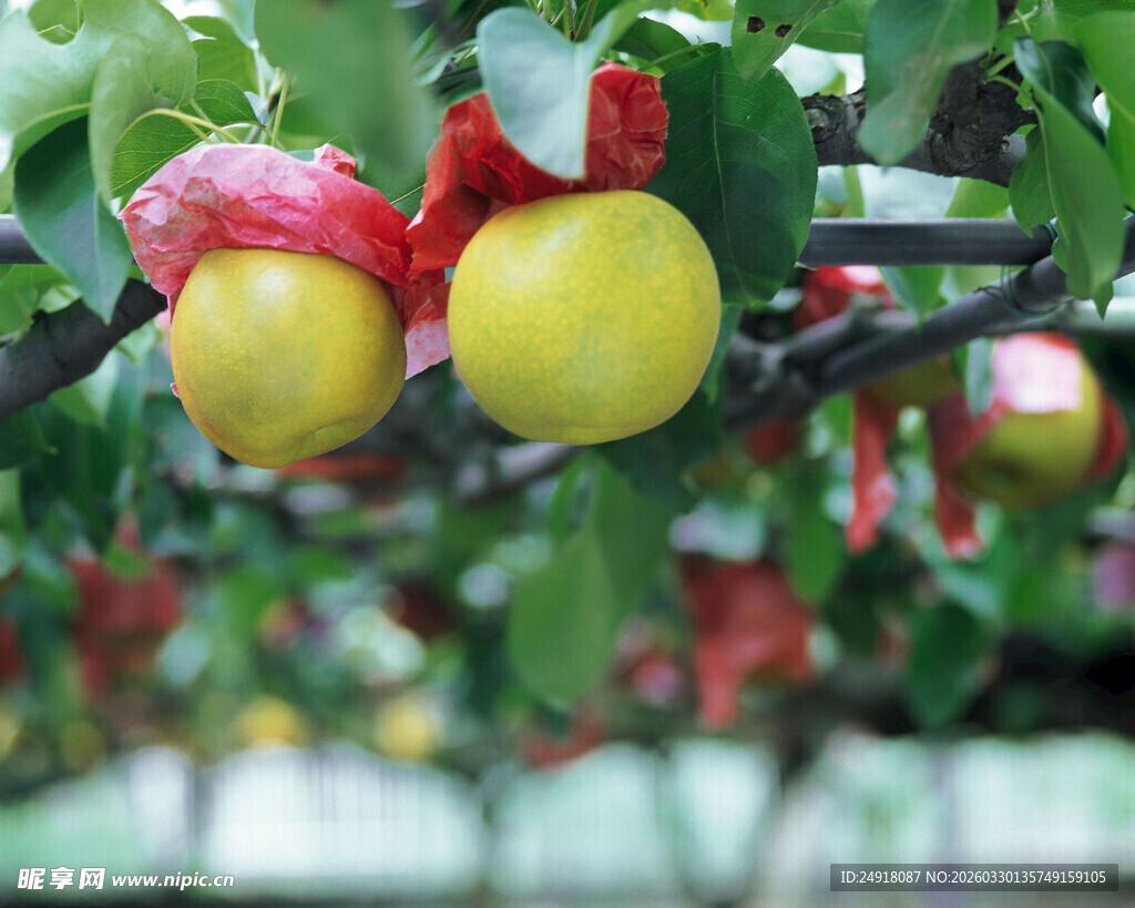 枝头黄果系红绸